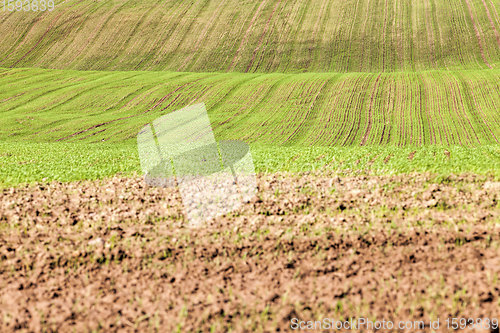 Image of agricultural field in Europe