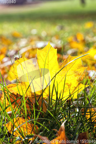 Image of autumn the leaves fall
