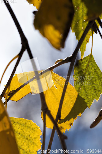 Image of autumn and on birch trees,