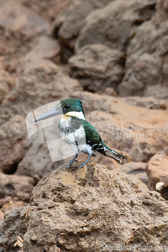 Image of Amazon Kingfisher (Chloroceryle amazona), river Tarcoles Costa Rica