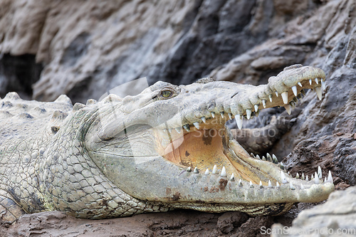 Image of American crocodile, Crocodylus acutus, river Rio Tarcoles, Costa Rica Wildlife