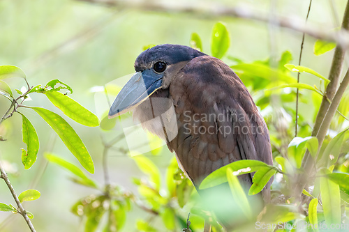 Image of Boat-billed heron (Cochlearius cochlearius), river Tarcoles, Cos