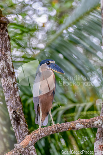 Image of Boat-billed heron (Cochlearius cochlearius), river Tarcoles, Cos
