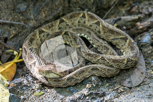 Image of Terciopelo, Bothrops asper, Carara, Costa Rica wildlife.