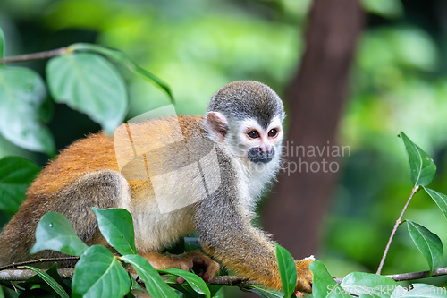 Image of Central American squirrel monkey, Saimiri oerstedii, Quepos, Cos