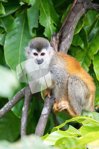 Image of Central American squirrel monkey, Saimiri oerstedii, Quepos, Cos