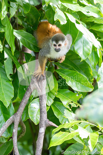 Image of Central American squirrel monkey, Saimiri oerstedii, Quepos, Cos