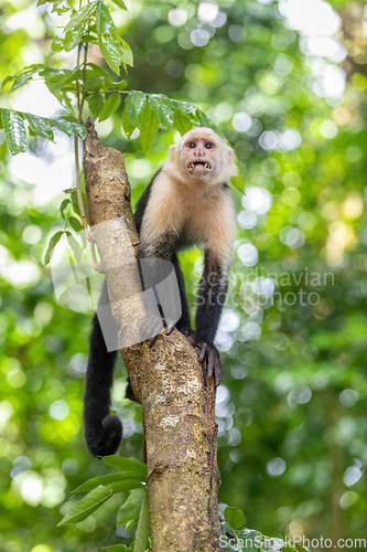 Image of Colombian white-faced capuchin (Cebus capucinus), Manuel Antonio