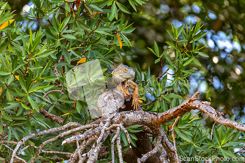 Image of Green iguana (Iguana iguana), Rio Tempisque Costa Rica wildlife