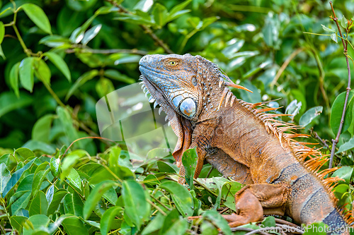 Image of Green iguana (Iguana iguana), Rio Tempisque Costa Rica wildlife