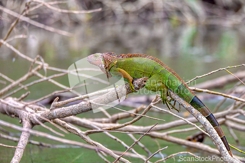 Image of Green iguana (Iguana iguana), river Tarcoles Costa Rica wildlife