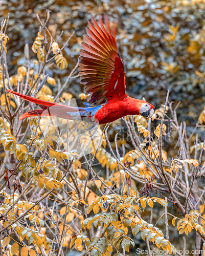Image of Scarlet macaw, Ara macao, Quepos Costa Rica.