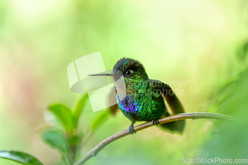 Image of violet-headed hummingbird (Klais guimeti), San Gerardo de Dota, Costa Rica.