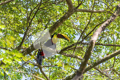 Image of yellow-throated toucan, Ramphastos ambiguus, Carara National Par