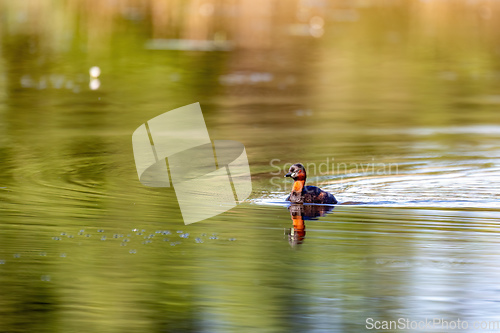 Image of Water bird Little Grebe, Tachybaptus ruficollis