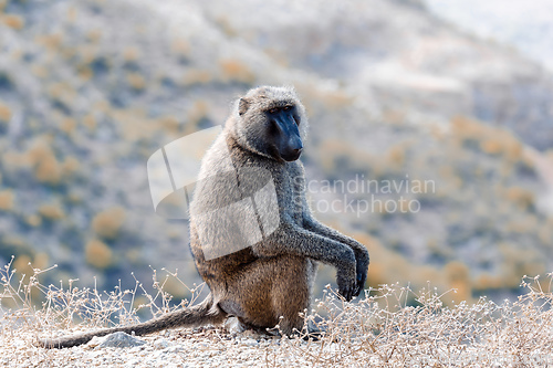 Image of Chacma baboon, Ethiopia, Africa wildlife