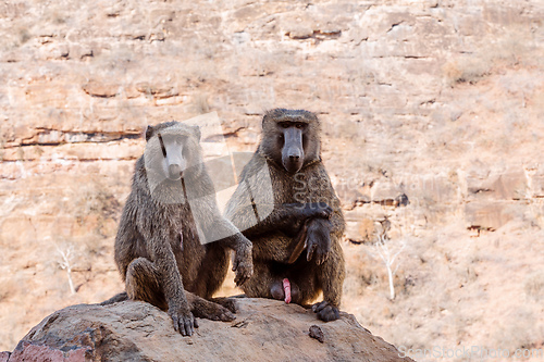 Image of Chacma baboon family, Ethiopia, Africa wildlife