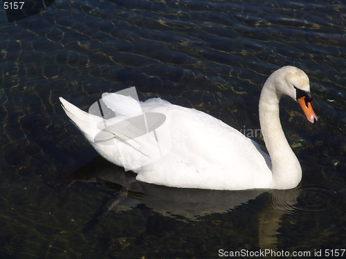 Image of Swan