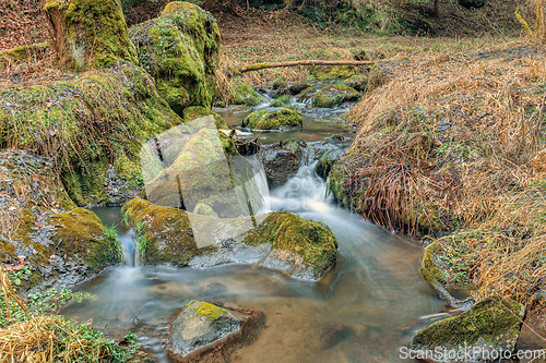 Image of Small forest creek in a woodland