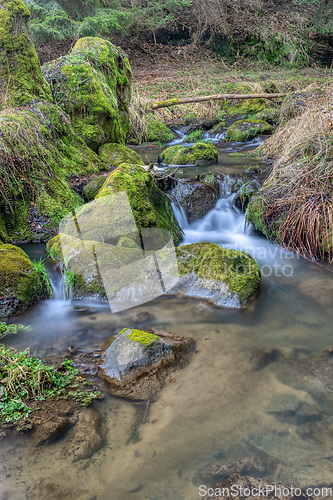 Image of Small forest creek in a woodland