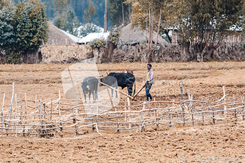 Image of Ethiopian farmer plows fields with cows