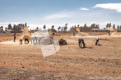 Image of Ethiopian farmers are throwing grain on farm near Addis Ababa