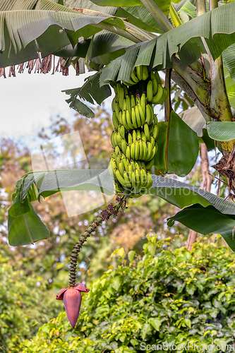Image of Bunch of small unripe wild bananas with flower, Costa Rica