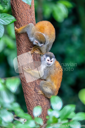 Image of Central American squirrel monkey, Saimiri oerstedii, Quepos, Costa Rica wildlife