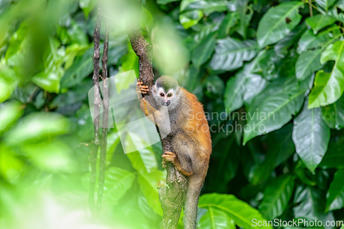 Image of Central American squirrel monkey, Saimiri oerstedii, Quepos, Costa Rica wildlife