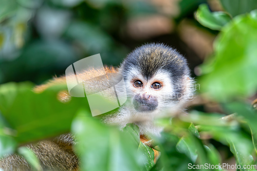 Image of Central American squirrel monkey, Saimiri oerstedii, Quepos, Costa Rica wildlife