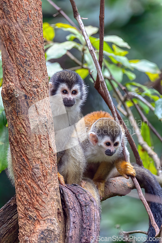 Image of Central American squirrel monkey, Saimiri oerstedii, Quepos, Costa Rica wildlife
