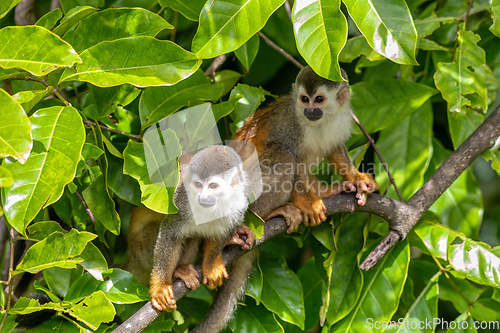 Image of Central American squirrel monkey, Saimiri oerstedii, Quepos, Costa Rica wildlife