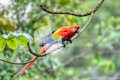 Image of Scarlet macaw, Ara macao, Quepos Costa Rica.