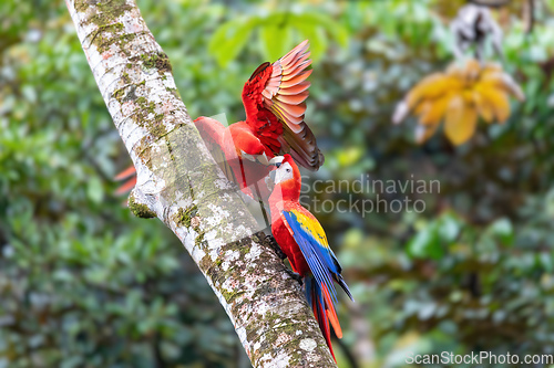 Image of Scarlet macaw, Ara macao, Quepos Costa Rica.