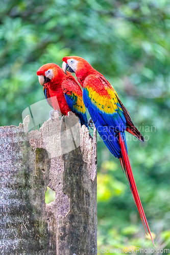 Image of Scarlet macaw, Ara macao, Quepos Costa Rica.