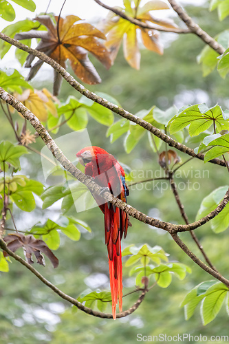 Image of Scarlet macaw, Ara macao, Quepos Costa Rica.