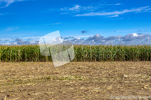 Image of Fall rall ripe green field of corn growing up