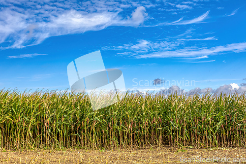 Image of Fall rall ripe green field of corn growing up