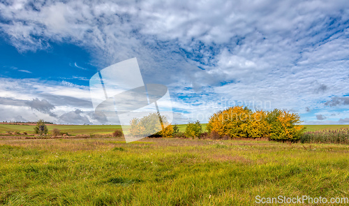 Image of Autumn lanscape colour trees and meadow