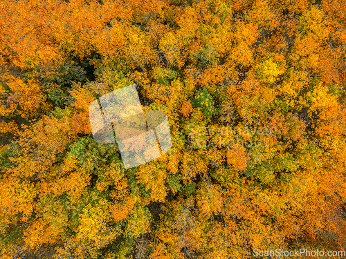 Image of Aerial view of beautiful forest in autumn