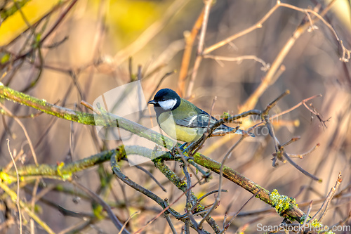 Image of beautiful small bird great tit in winter