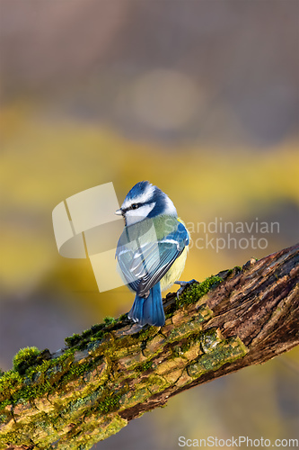 Image of Eurasian blue tit in the nature, Czech Republic