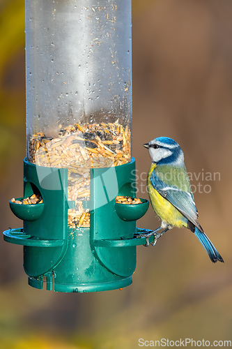 Image of Eurasian blue tit on bird feeder, Czech Republic