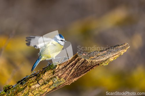 Image of Eurasian blue tit in the nature, Czech Republic