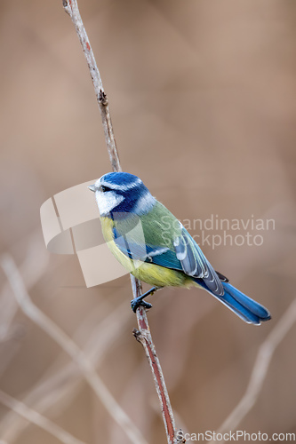 Image of Eurasian blue tit in the nature, Czech Republic