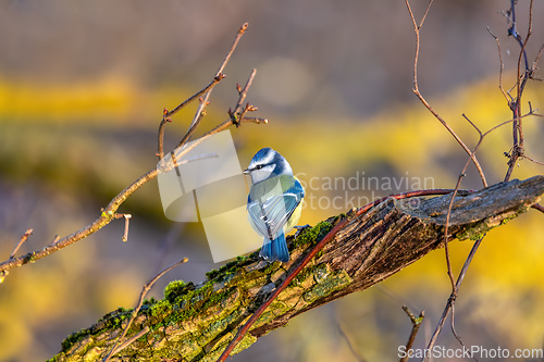 Image of Eurasian blue tit in the nature, Czech Republic
