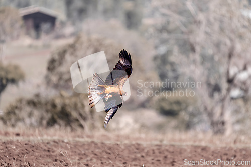 Image of Black kite flying, Ethiopia safari wildlife