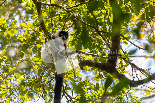 Image of Black-and-white ruffed lemur, Varecia variegata subcincta, Madagascar wildlife animal