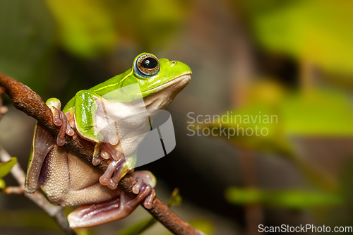 Image of Boophis occidentalis, Andringitra National Park, Madagascar wildlife