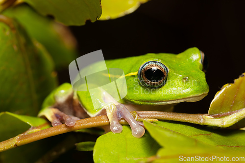 Image of Boophis occidentalis, Andringitra National Park, Madagascar wildlife